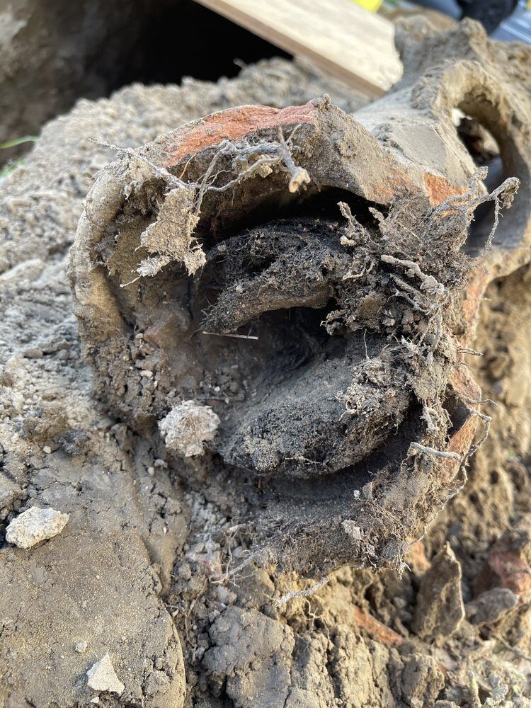 Root and debris mass from a blocked sewer line
